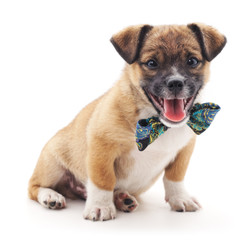 Obraz premium Little puppy.