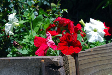 Garden full of roses