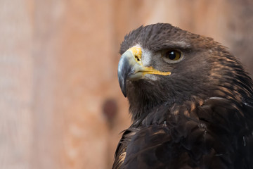 brauner Adler Portrait