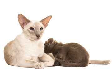 Siamese cat mom feeding her kitten baby cat lying isolated on a white background