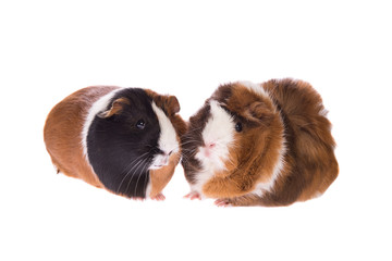 Two guinea pigs isolated on a white background