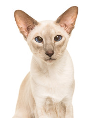 Pretty seal point siamese cat portrait facing the camera with blue eyes isolated on a white...
