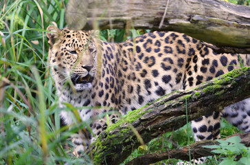 Fototapeta na wymiar laufender Gepard