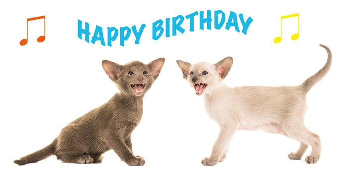 Two cute siamese kittens singing happy birthday as a birthday card