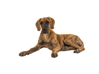Cute young brown great dane dog lying down isolated on a white background