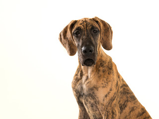 Cute brown young great dane dog portrait isolated on a white background