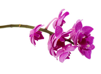 Fototapeta premium Orchid flower head bouquet isolated on white background cutout