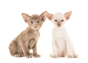 Cute sitting baby siamese cats facing the camera isolated on a white background