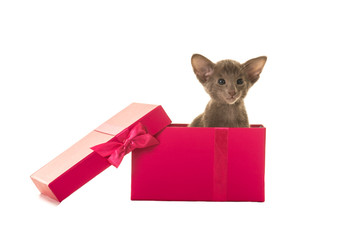 Cute siamese grey kitten in a pink gift box isolated on a white background