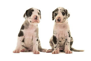 Two cute great dane puppy dogs sitting and facing the camera isolated on a white background