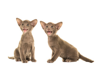 Two sitting grey speaking siamese baby cats kittens isolated on a white background