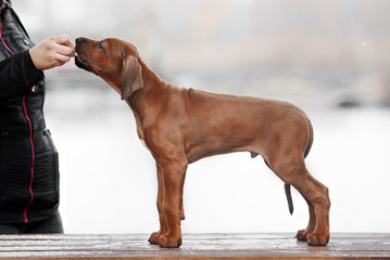 Beautiful dog rhodesian ridgeback 