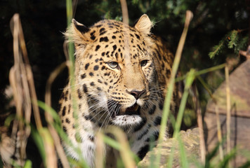 Leopardenkopf