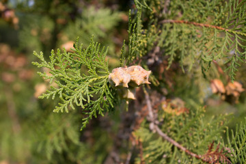 thuja with fruits
