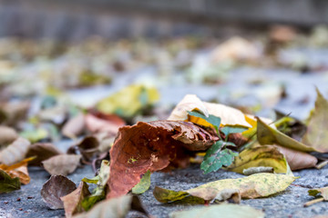autumn leaves in the street