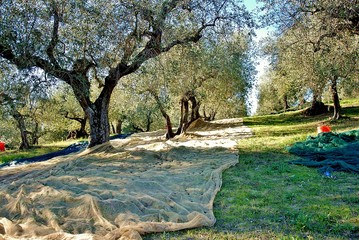 raccolta olive in toscana