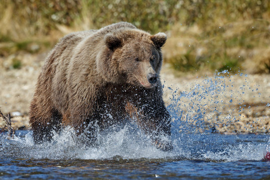 Brown Bear Chasing Sockeye Salmon In The River At Alaska