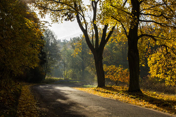 autumn road