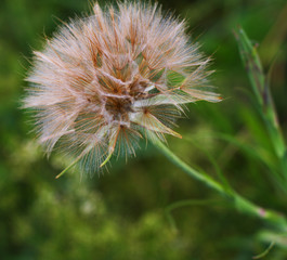dandelion, summer time