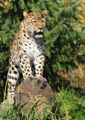 stehender Gepard