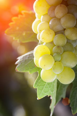 Lush White Grape Bushels Vineyard in The Afternoon Sun