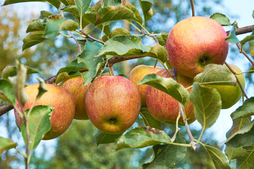 Several piebald apple on the branch