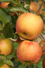 Several piebald apple on the branch