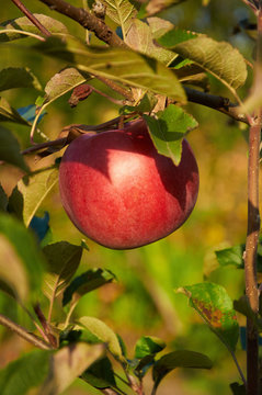 Ripe red apple on the trree