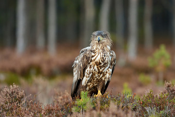 White-tailed sea eagle in the forest