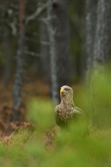 white-tailed eagle with forest background