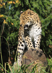 Fototapeta na wymiar stehender Gepard