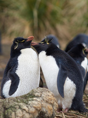 Rockhopper Penguins (Eudyptes chrysocome) courting on Bleaker Island in the Falkland Islands.