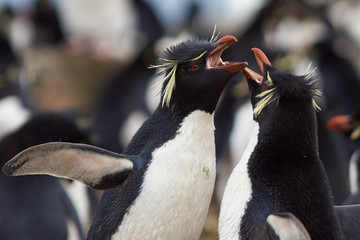 Rockhopper Penguins (Eudyptes chrysocome) courting on Bleaker Island in the Falkland Islands.