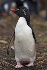 Rockhopper Penguin (Eudyptes chrysocome) on Bleaker Island in the Falkland Islands