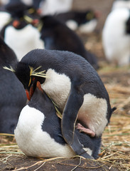 Rockhopper Penguins (Eudyptes chrysocome) mating on Bleaker Island in the Falkland Islands