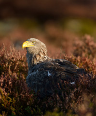 White-tailed sea eagle portrait in the bog