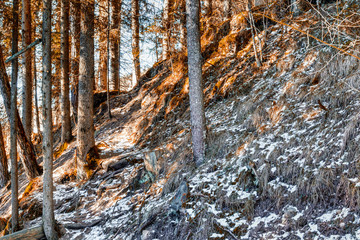 Walk path in alpine forest on Dolomites mountains