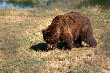 Eurasian brown bear, Veresegyhaz, Hungary