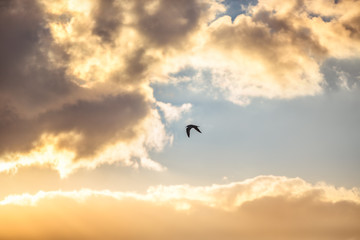 Early morning sunrise over the sea and a flying bird