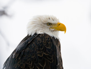Portrait of a bald eagle. Close-up. USA. Alaska. Chilkat River. An excellent illustration.