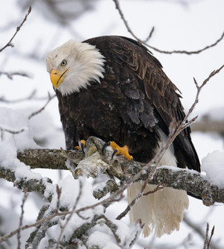 Bald eagle sitting on a branch and eating prey. USA. Alaska. Chilkat River. An excellent illustration.
