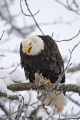 Bald eagle sitting on a branch and eating prey. USA. Alaska. Chilkat River. An excellent illustration.