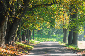 Naklejka premium Alley in the autumn park