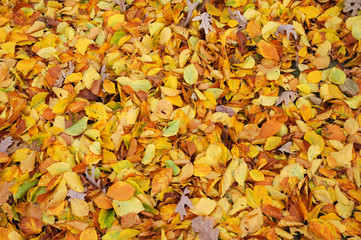autumn trees and fallen leaves on the ground