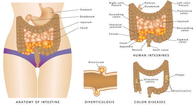 Anatomy of the human intestines