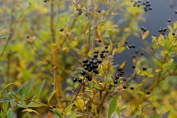 Schlehe, Schlehdorn, Heckendorn, Schwarzdorn im Oktober