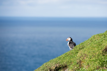 Atlantic puffin, Fratercula arctica