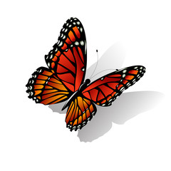 The Monarch butterfly  vector
