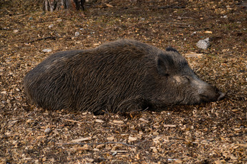 wild pig sleeping