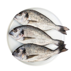 Fresh dorada fish on white plate isolated over white. Top view